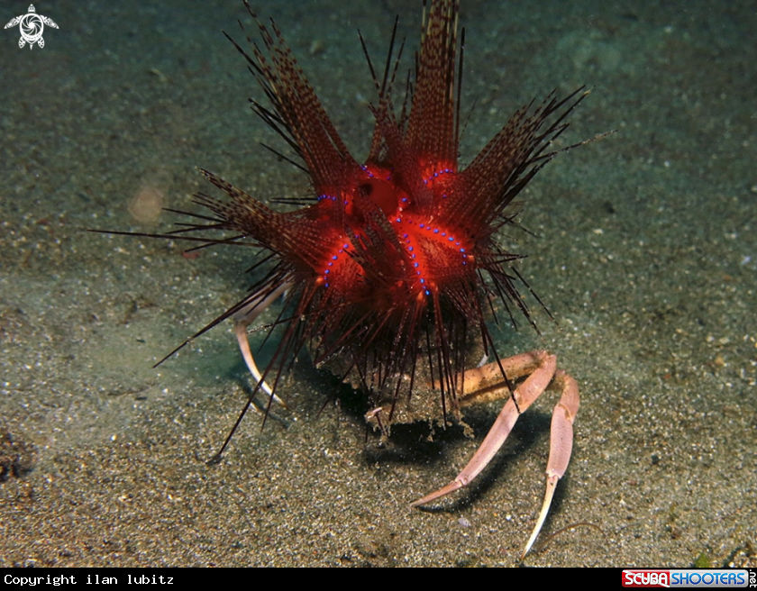 A carry crab