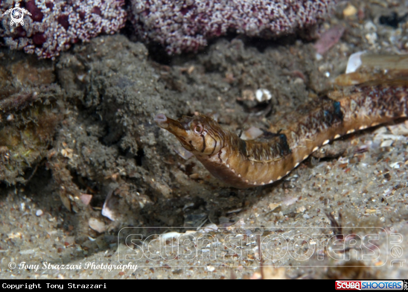 A Tiger pipefish