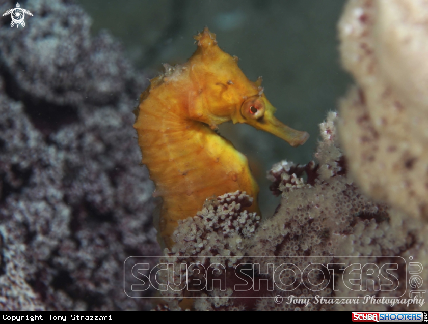 A White's seahorse