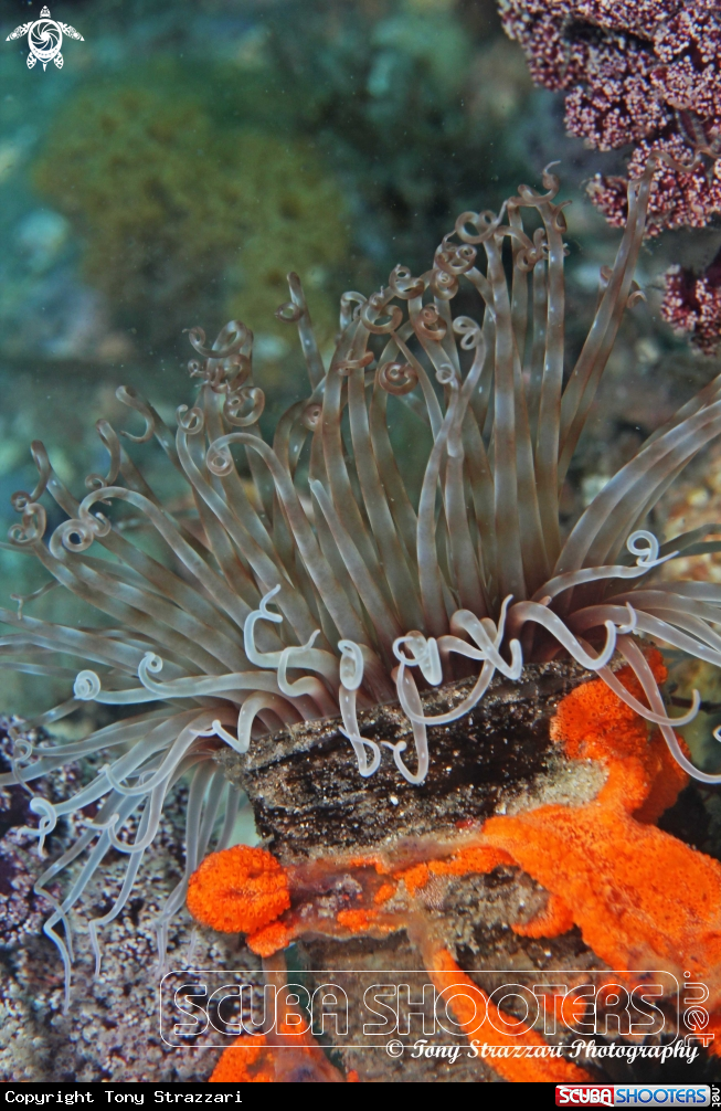 A Banded tube anemone