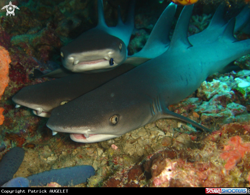 A requin