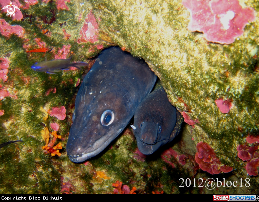 A conger eel and moray eel