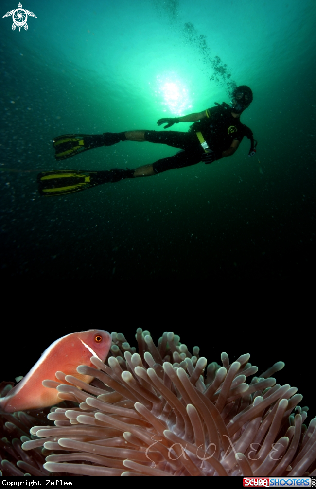 A Pink skunk clownfish