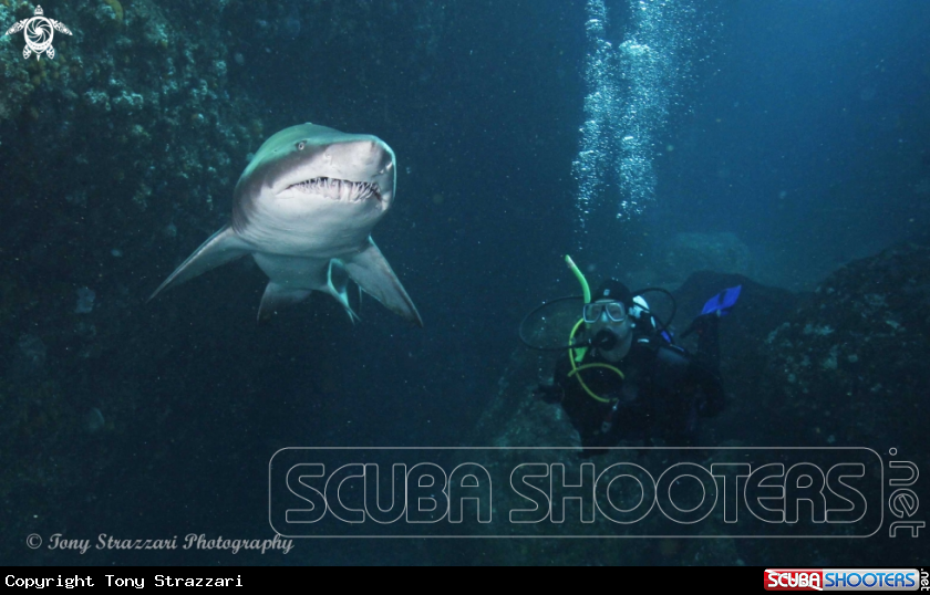 A Grey Nurse Shark (Sand Tiger, Ragged Tooth)
