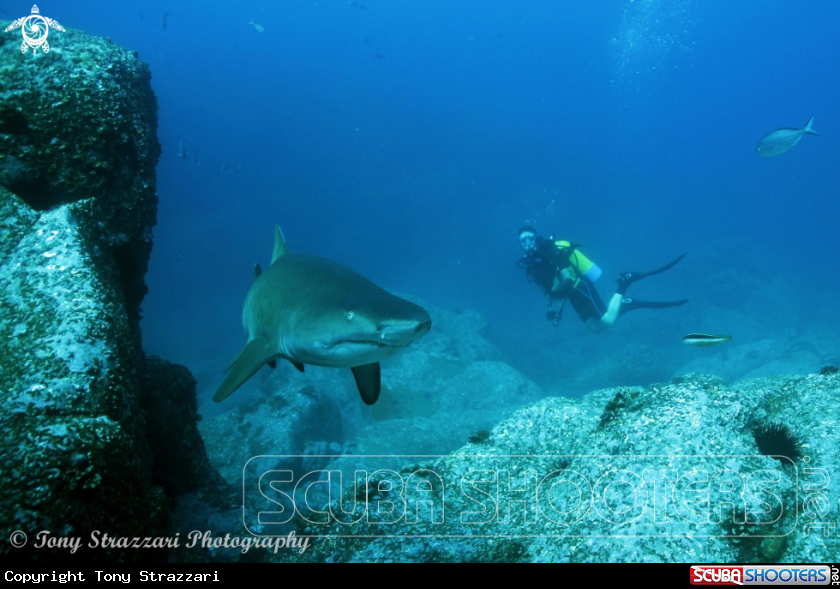 A Grey Nurse Shark (Sand Tiger, Ragged Tooth)