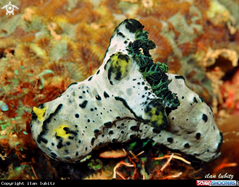 A nudibranch