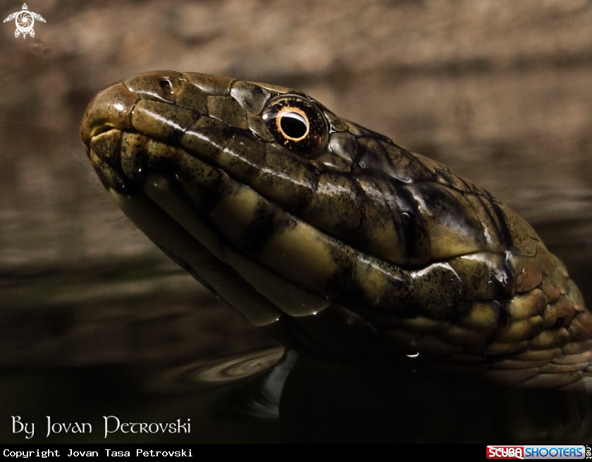 A Vodena zmija Ribarica / Water snake -Dice snake.