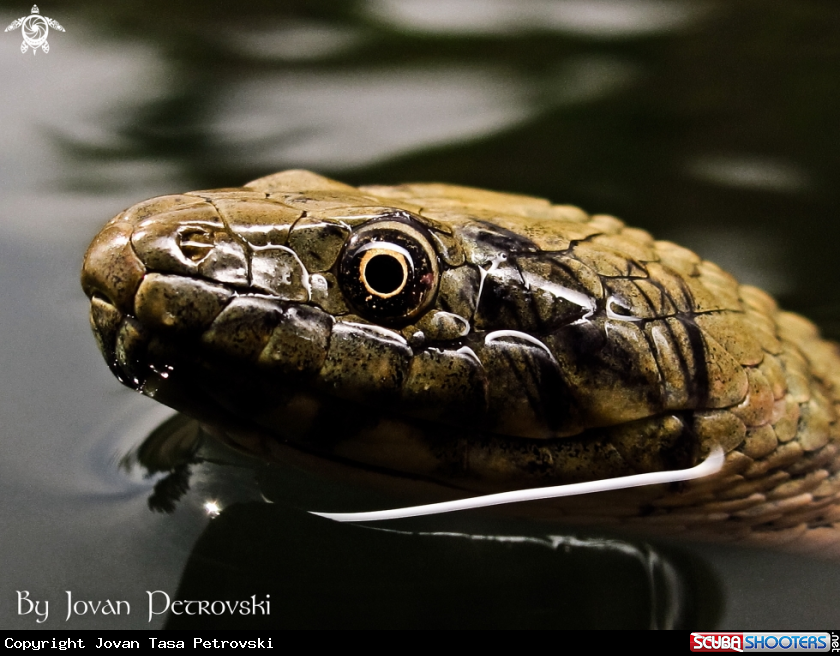 A Vodena zmija Ribarica / Water snake - Dice snake.
