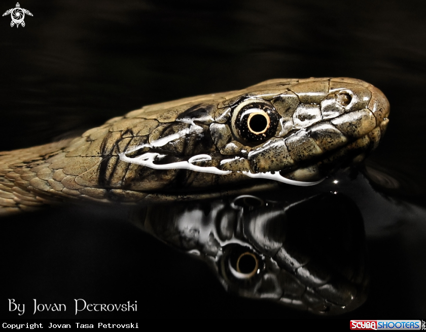 A Vodena zmija Ribarica / Water snake - Dice snake.