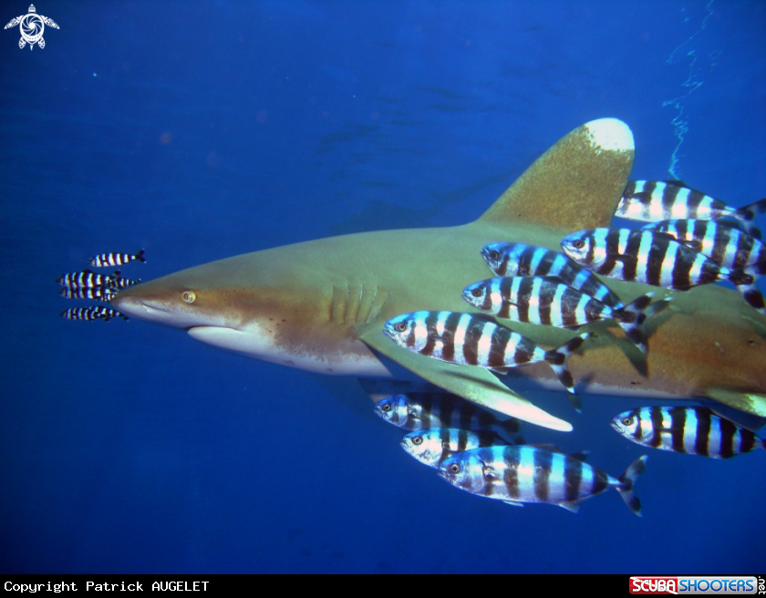 A requin longimane