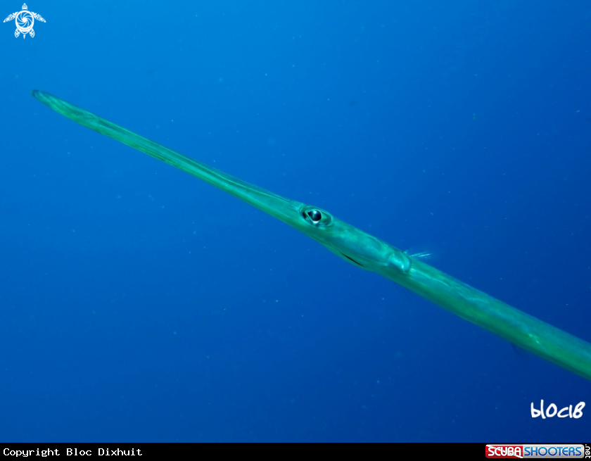 A reef cornetfish