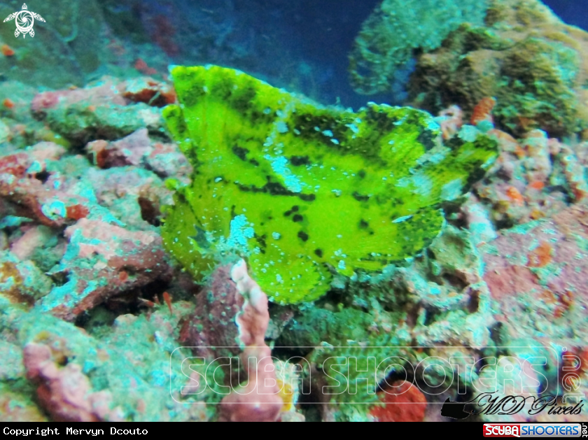 A Leafy Scorpionfish
