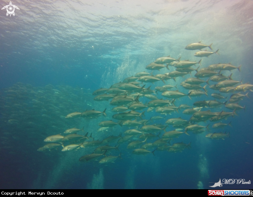 A Bigeye Trevally
