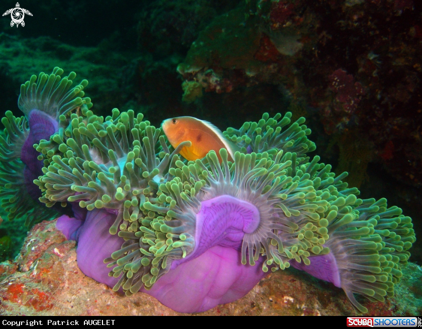 A poisson clown
