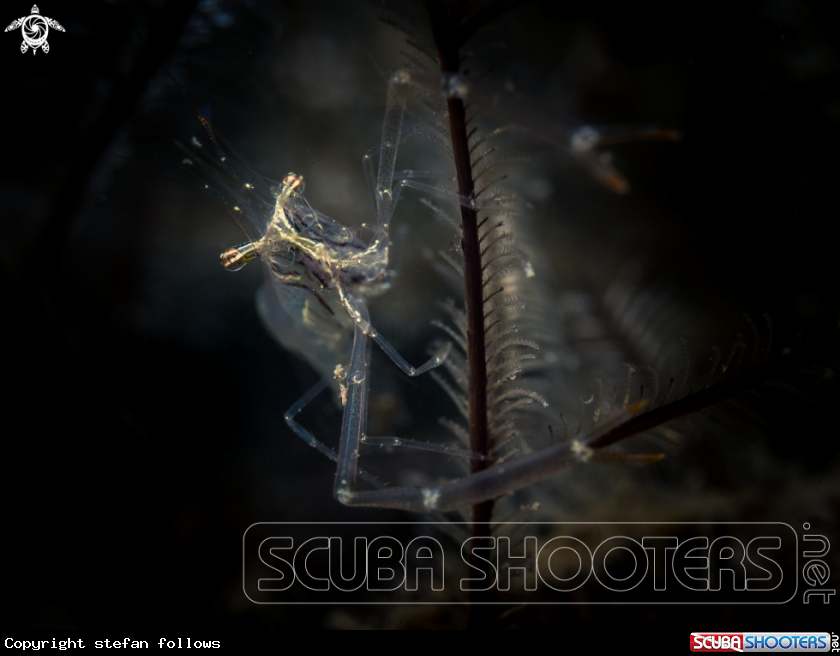A Black and Silver Cuapetes Shrimp