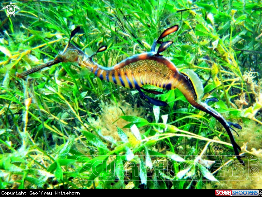 A Weedy seadragon