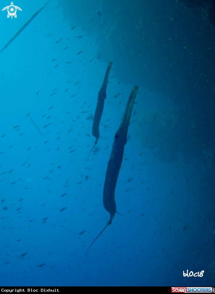 A reef cornetfish