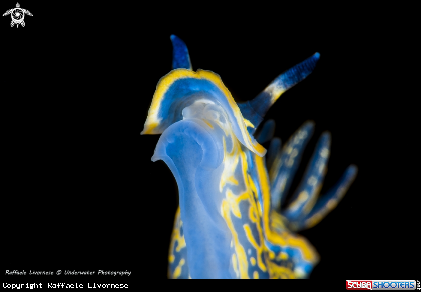 A nudibranch