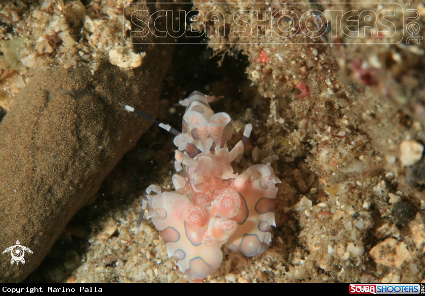 A Harlequin shrimp