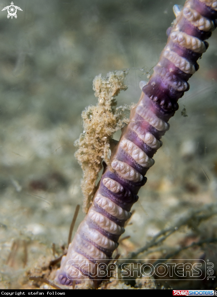 A Sea Pen Shrimp  