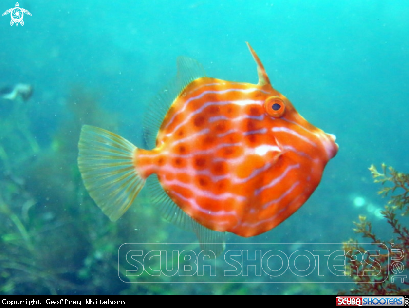 A Mosaic Leatherjacket (juvenile)