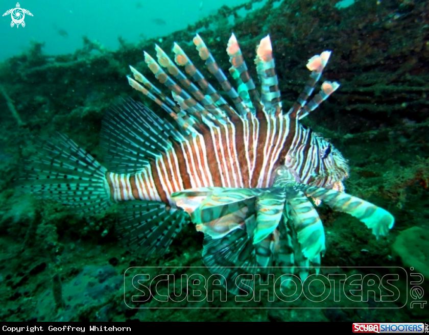A Red Lionfish