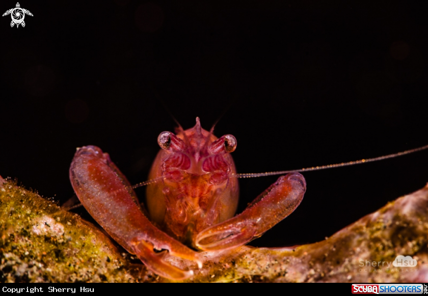 A Sponge Shrimp 