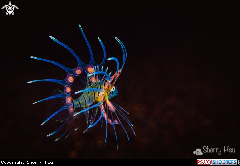 A Juvenile Lionfish