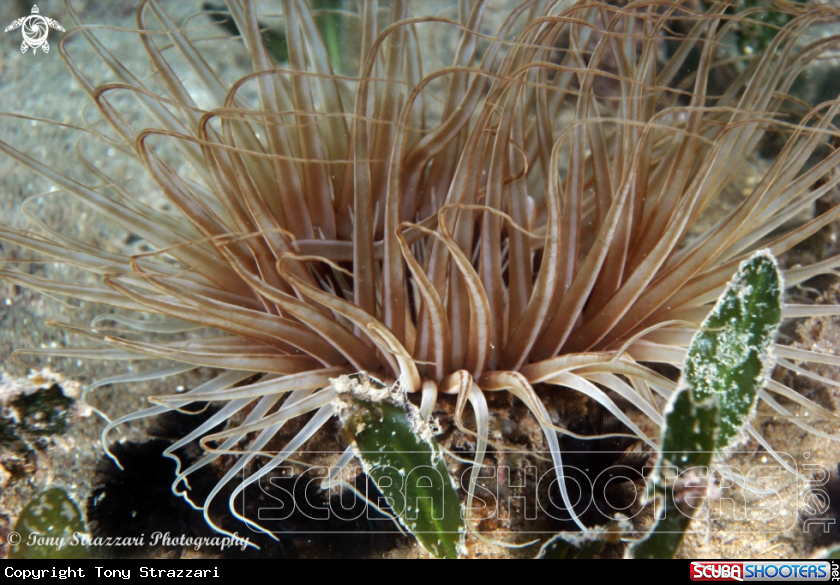 A Banded tube anemone