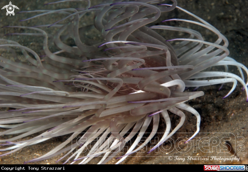 A Banded tube anemone
