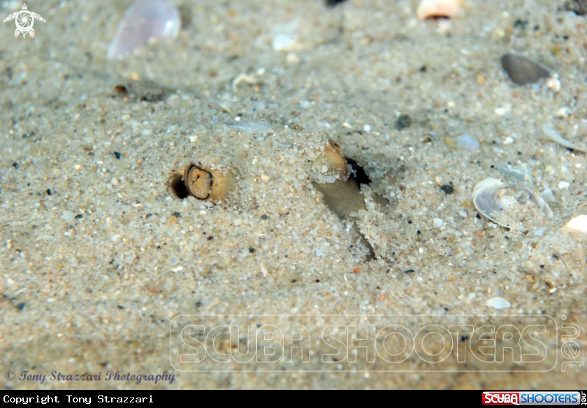 A Common Stingaree