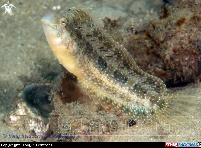 A Brown Sabretooth Blenny