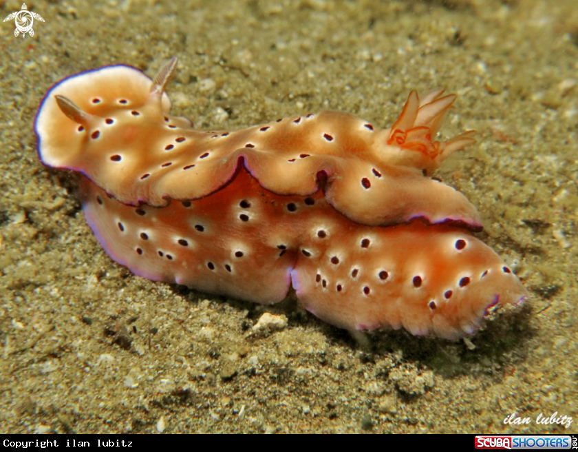 A nudibranch
