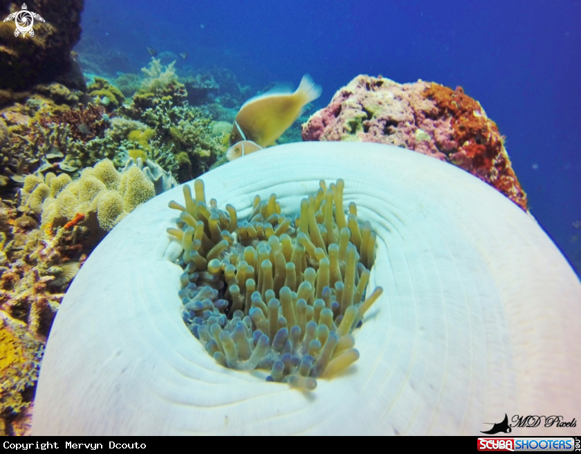 A Skunk Clownfish