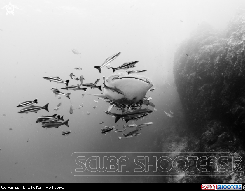 A Whale Shark