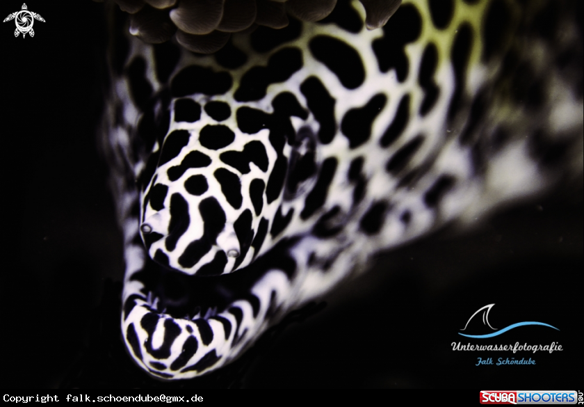A Honeycomb Moray Eel