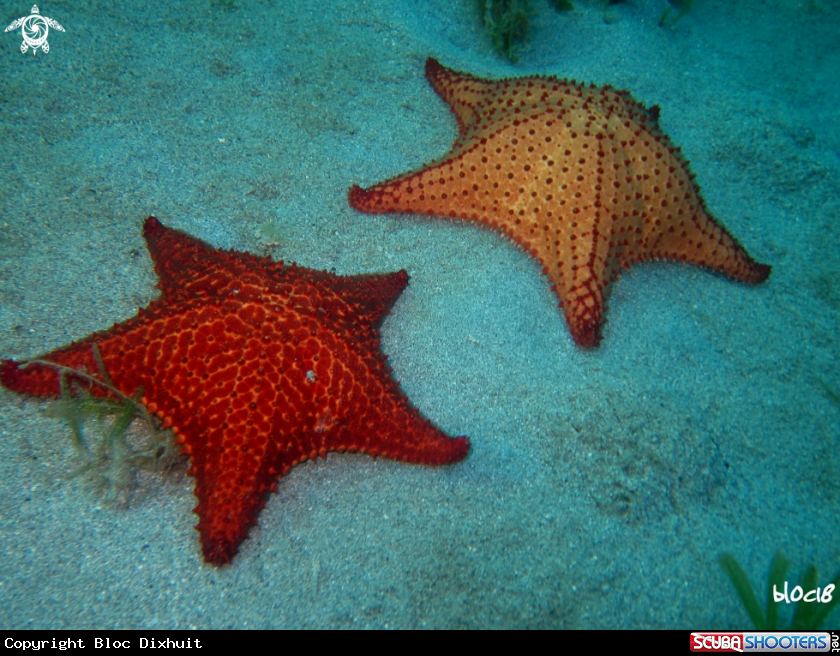 A red cushion sea star