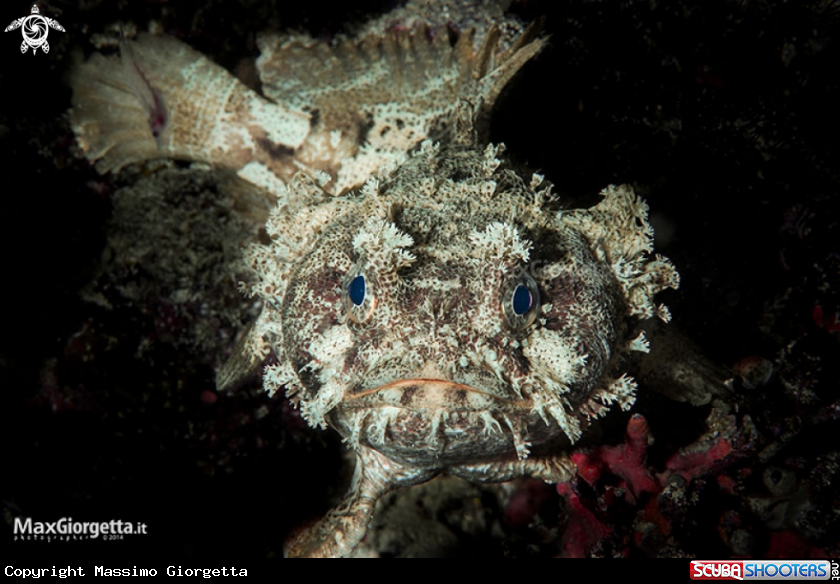 A Toadfish - Halophryne diemensis