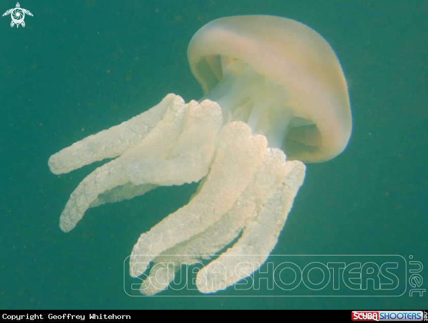 A Sea Blubber Jellyfish