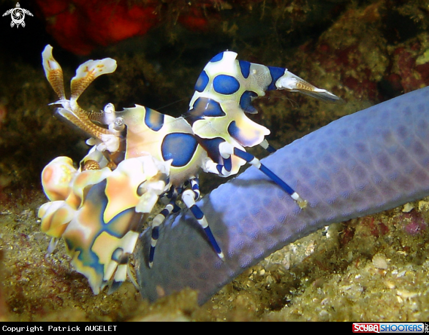 A crevette arlequin