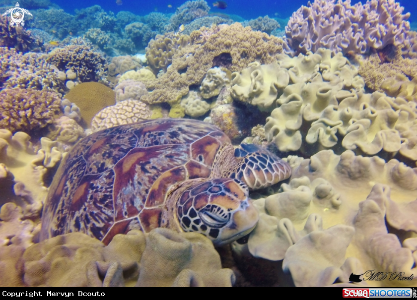 A Green Turtle