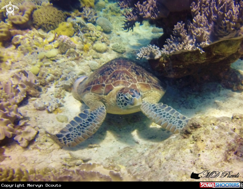 A Green Turtle