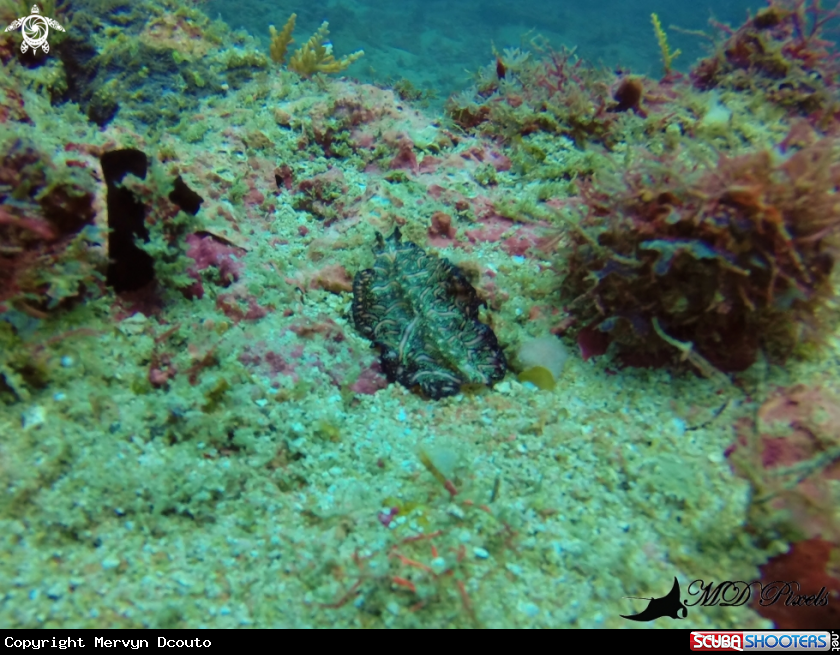 A Persian carpet flatworm