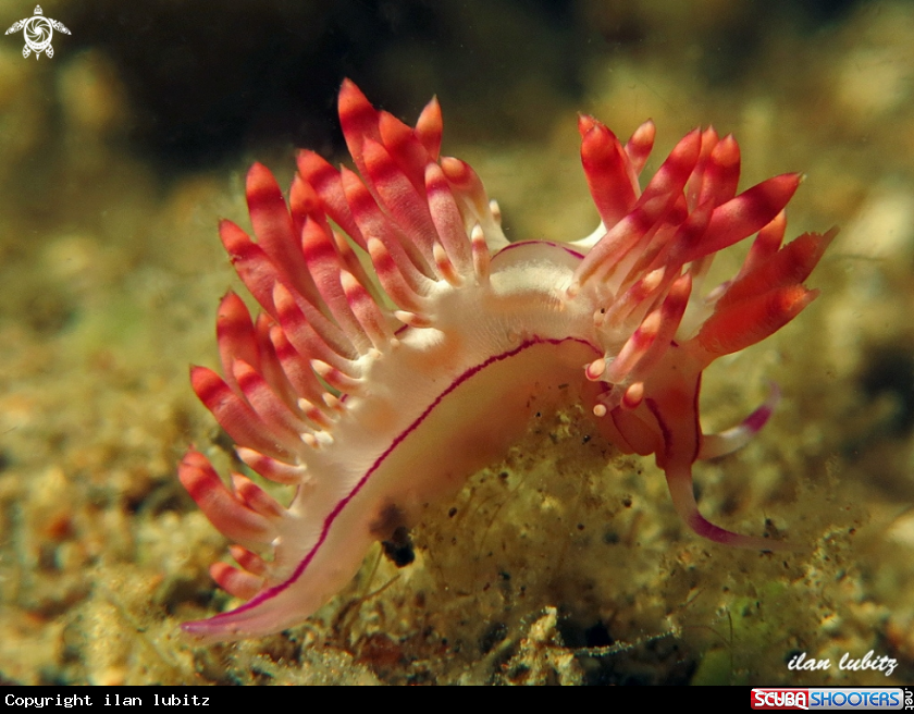 A nudibranch