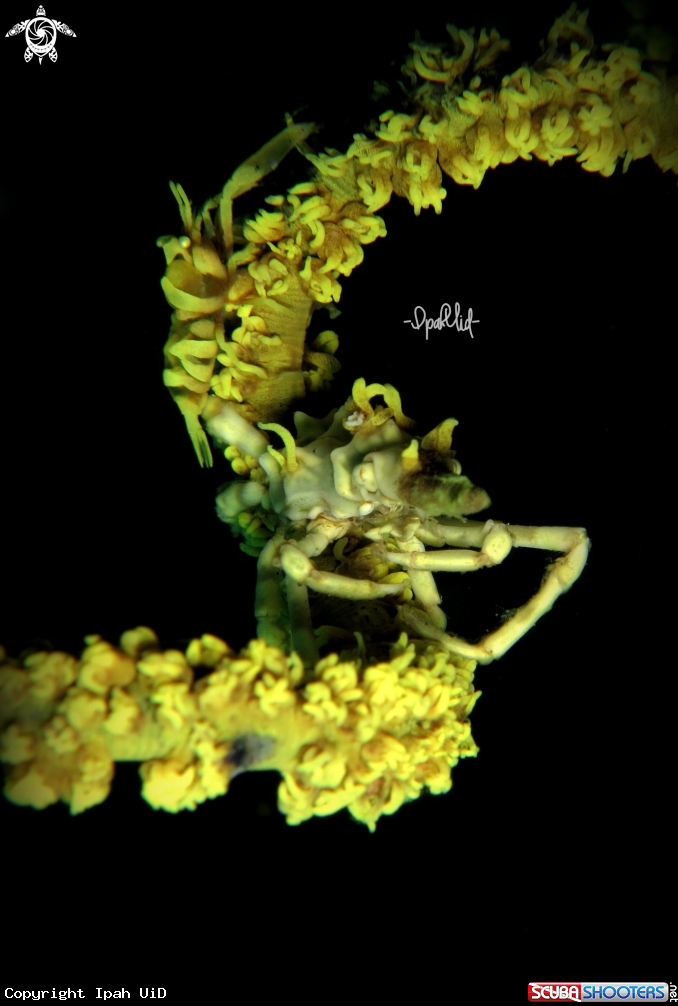 A Xeno Crab