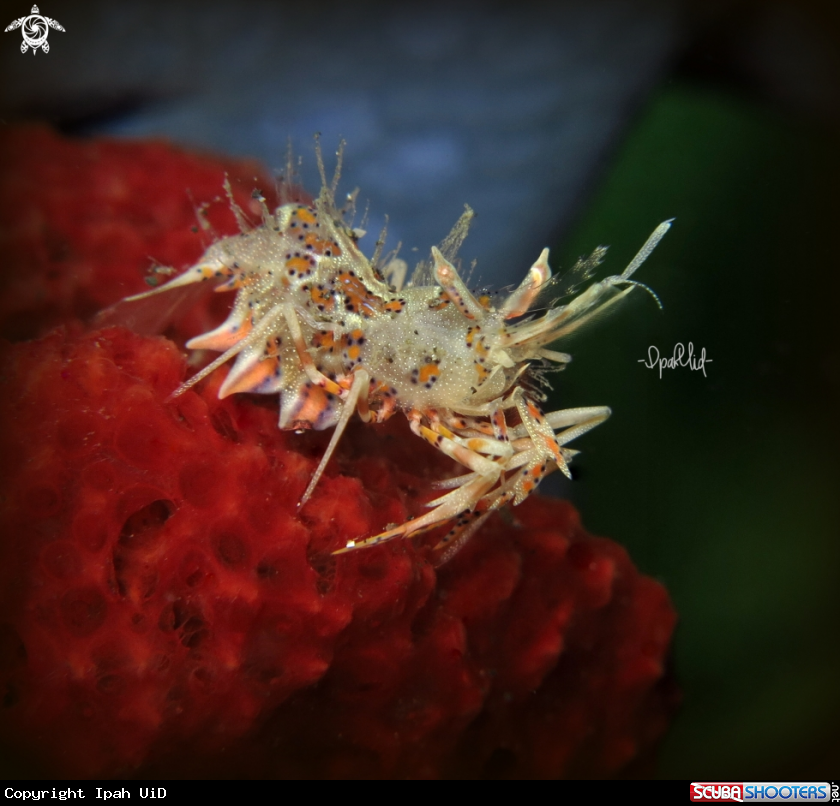A Tiger shrimp