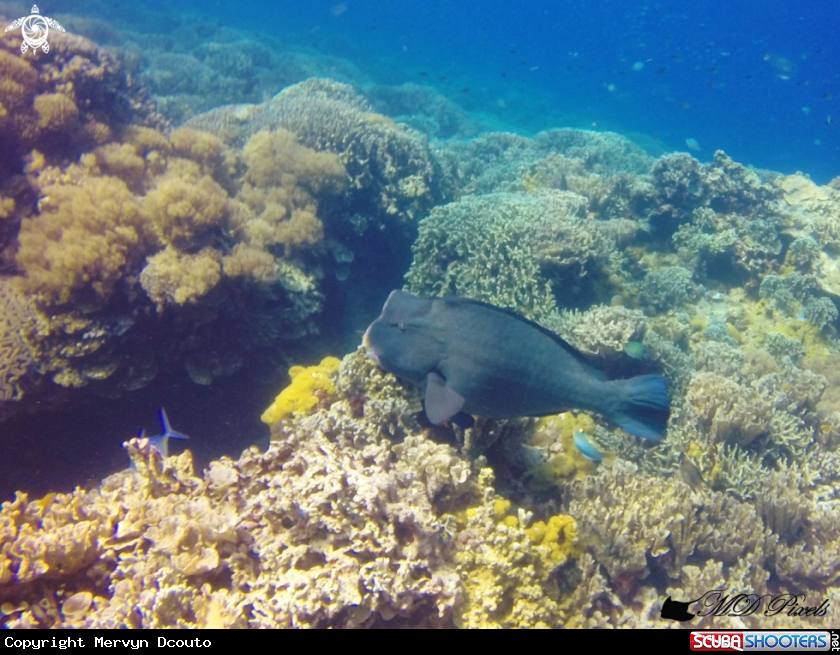 A Bumphead Parrotfish