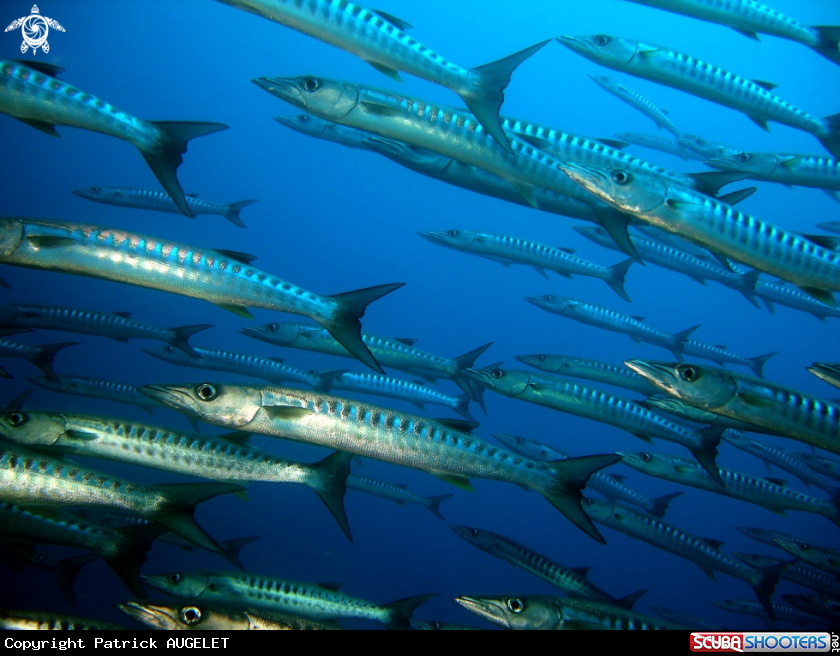 A barracudas