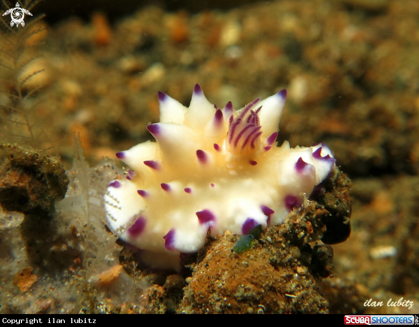 A nudibranch