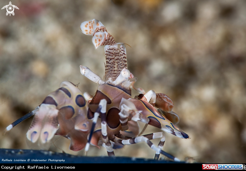 A Harlequin shrimp